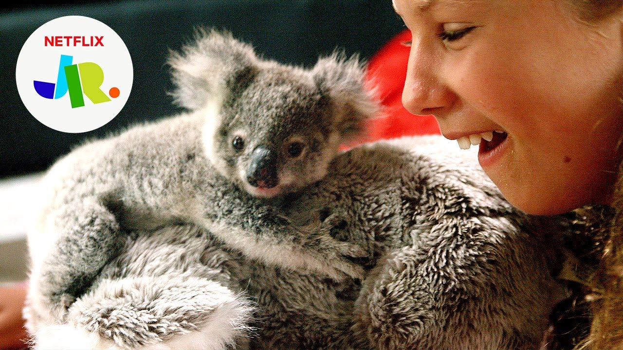 Ranger The Rescued Baby Koala 🐨 Izzy's Koala World Netflix Jr