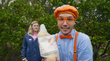Blippi Visits an Orange Farm - Learning Fruits & Healthy Eating | Educational Videos For Kids