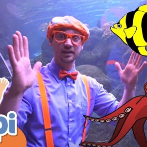 Blippi Visits The Florida Aquarium | Sea Animals With Blippi | Educational Videos For Kids